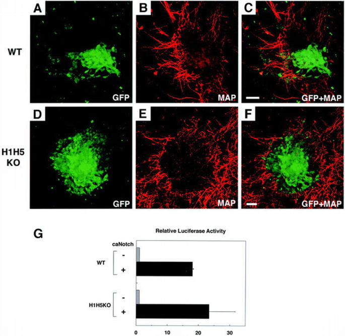 Hes1 and Hes5 as Notch effectors in mammalian neuronal differentiation ...