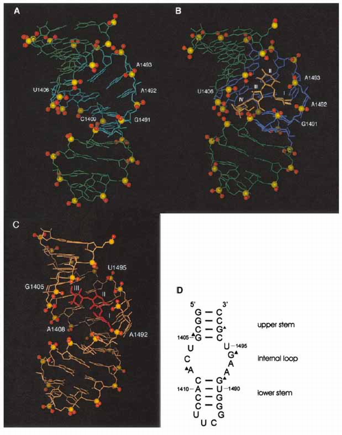 Modulation of RNA function by aminoglycoside antibiotics | The EMBO ...