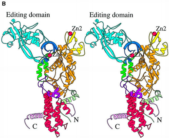 The 2 Å crystal structure of leucyl‐tRNA synthetase and its complex ...