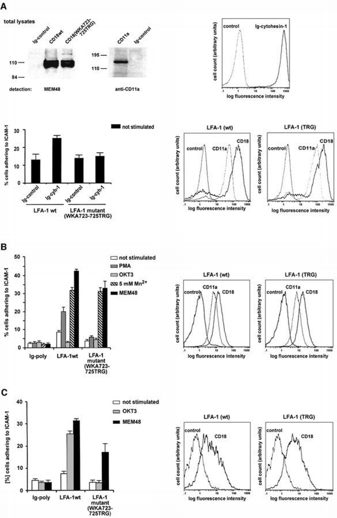 Cytohesin‐1 regulates β‐2 integrin‐mediated adhesion through both ARF ...