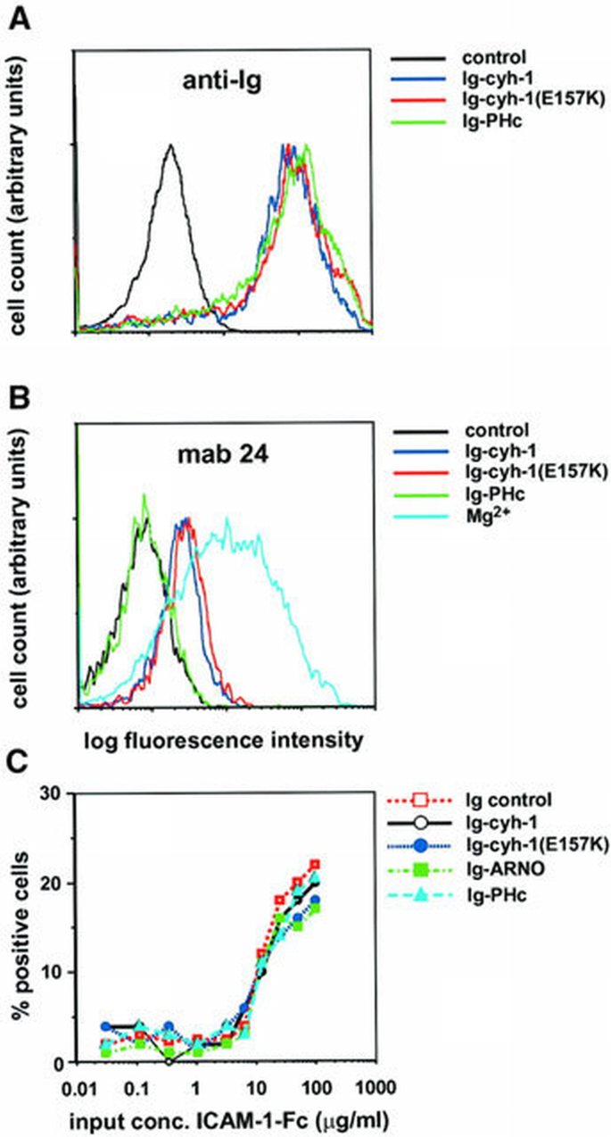 Cytohesin‐1 regulates β‐2 integrin‐mediated adhesion through both ARF ...