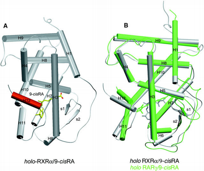 Crystal structure of the human RXRα ligand‐binding domain bound to its ...