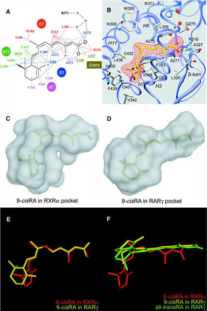 Crystal structure of the human RXRα ligand‐binding domain bound to its ...
