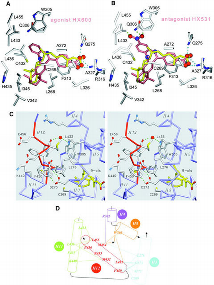 Crystal structure of the human RXRα ligand‐binding domain bound to its ...