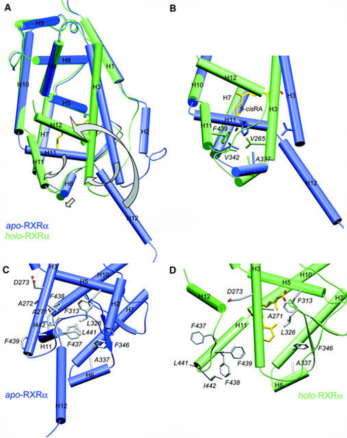 Crystal structure of the human RXRα ligand‐binding domain bound to its ...