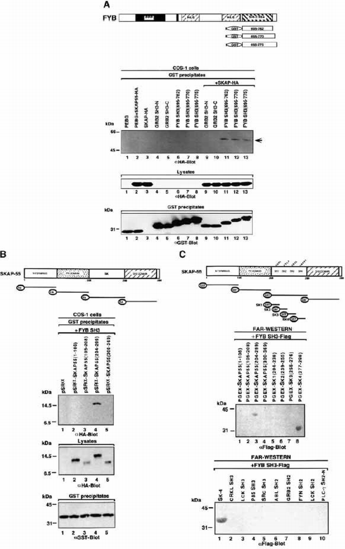 SH3 domain recognition of a proline‐independent tyrosine‐based RKxxYxxY ...