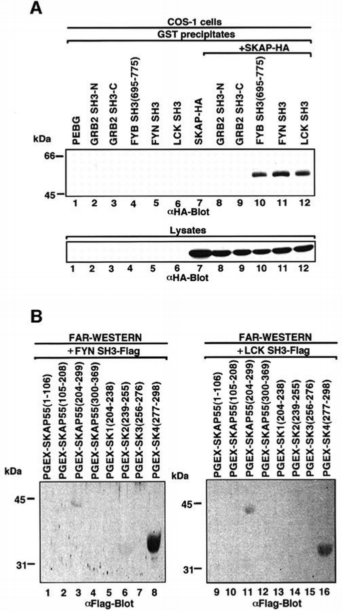 SH3 domain recognition of a proline‐independent tyrosine‐based RKxxYxxY ...