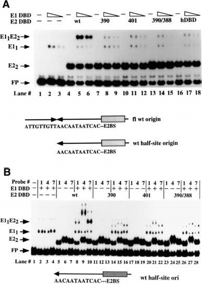 Separate domains in E1 and E2 proteins serve architectural and ...