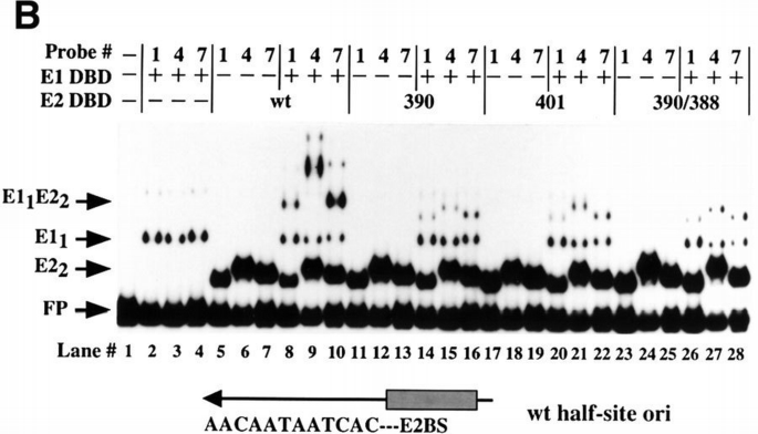 Separate domains in E1 and E2 proteins serve architectural and ...