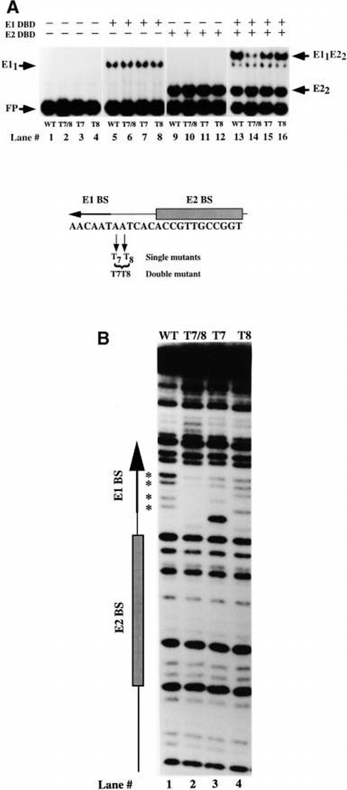 Separate domains in E1 and E2 proteins serve architectural and ...