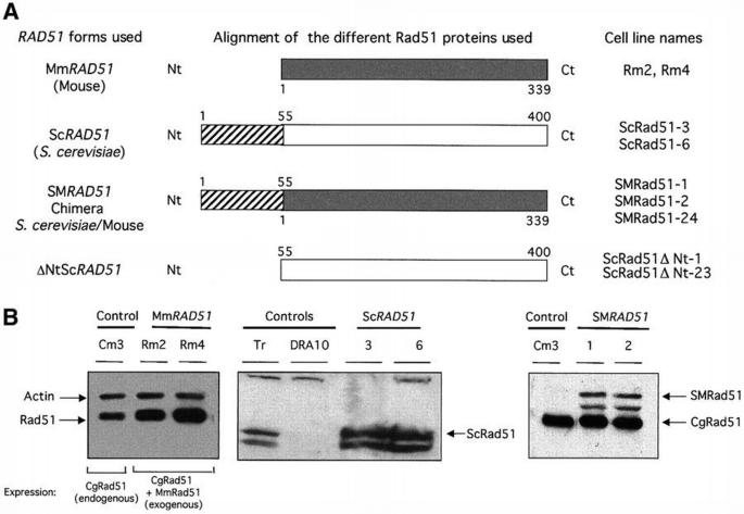 Thermo Rad51 Translocation Characterization of mammalian RAD51 double strand break repair using ...