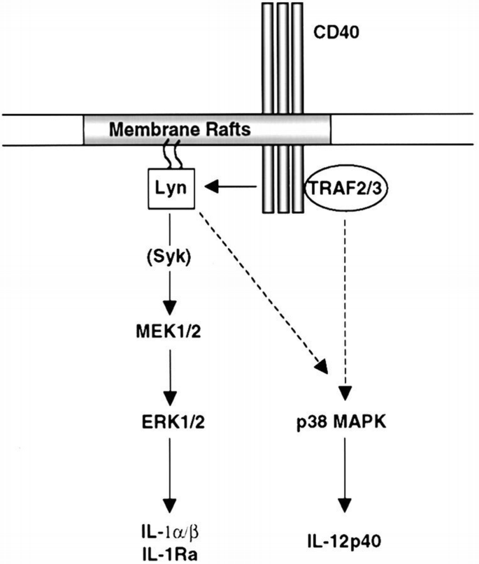 CD40 signaling in human dendritic cells is initiated within membrane ...