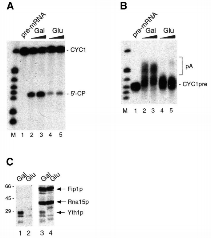 Distinct roles of two Yth1p domains in 3′‐end cleavage and ...