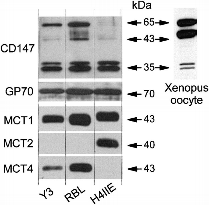 CD147 is tightly associated with lactate transporters MCT1 and MCT4 and ...