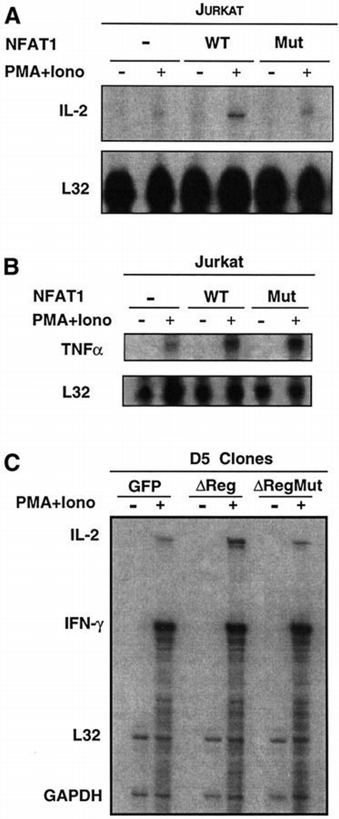 Gene expression elicited by NFAT in the presence or absence of ...