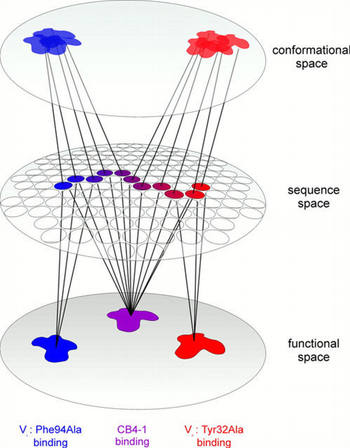 Evolutionary transition pathways for changing peptide ligand ...
