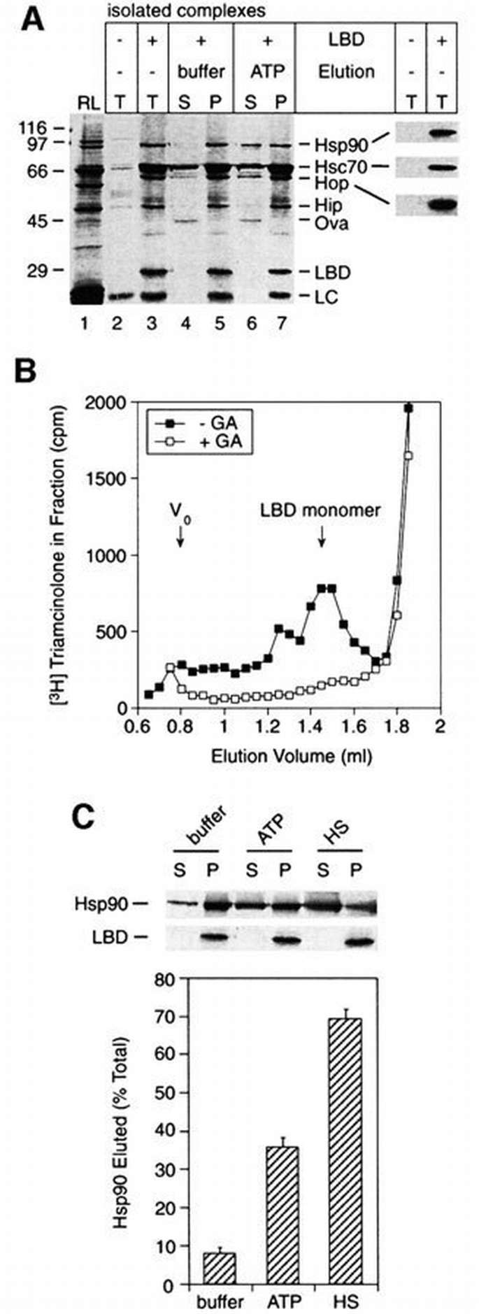 Polypeptide release by Hsp90 involves ATP hydrolysis and is enhanced by ...