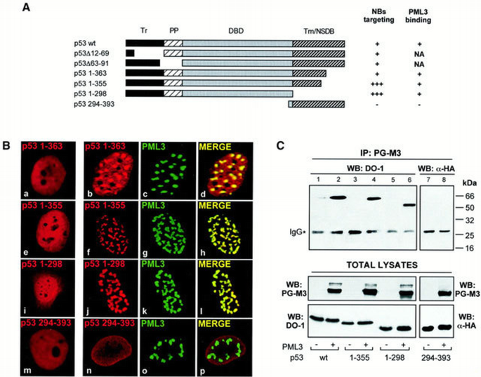 Regulation of p53 activity in nuclear bodies by a specific PML isoform ...