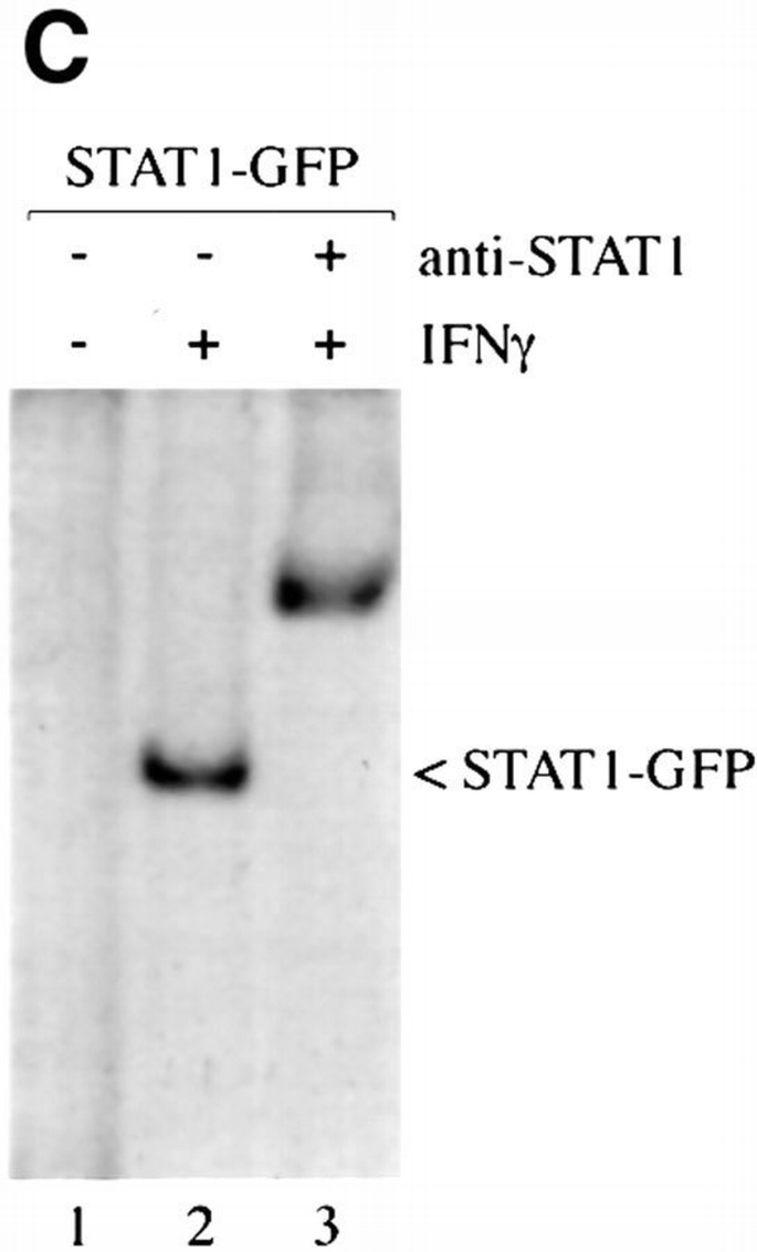 Nuclear export signal located within the DNA‐binding domain of the ...
