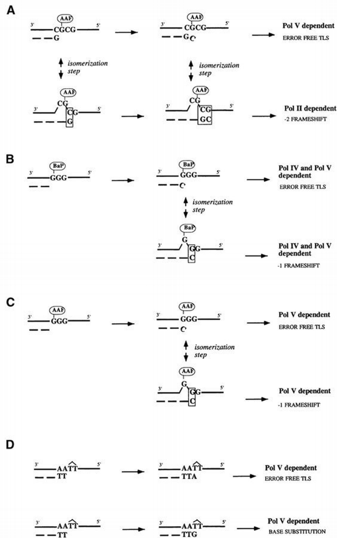 All three SOS‐inducible DNA polymerases (Pol II, Pol IV and Pol V) are ...