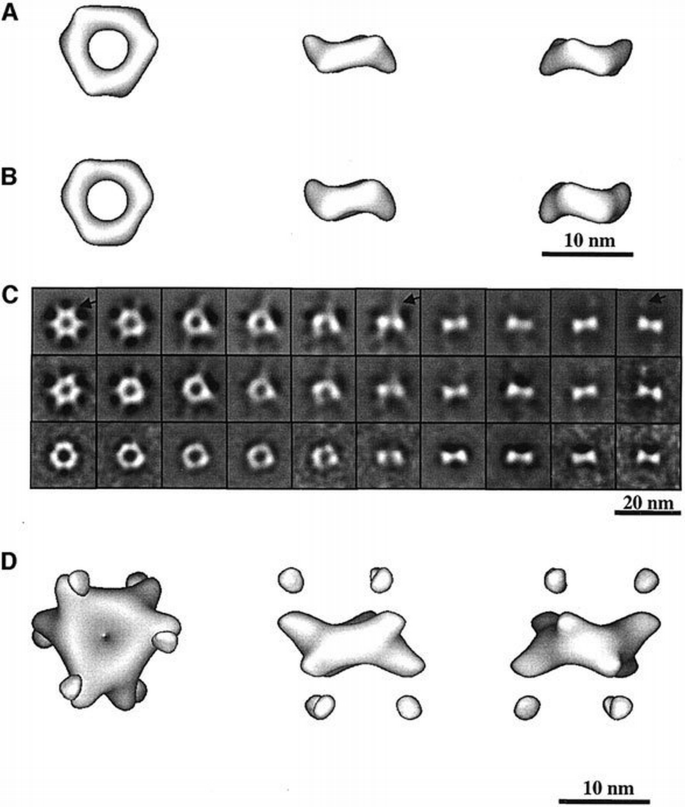 Membrane association induces a conformational change in the Ebola virus ...
