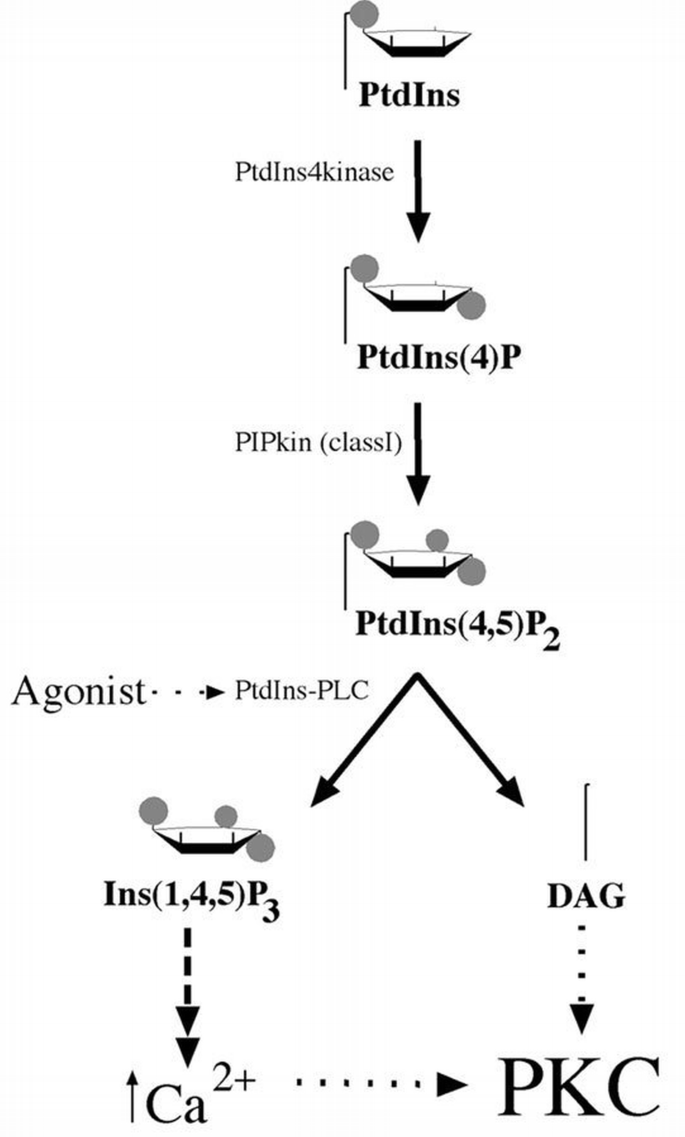 Multiple pathways control protein kinase C phosphorylation | The EMBO ...