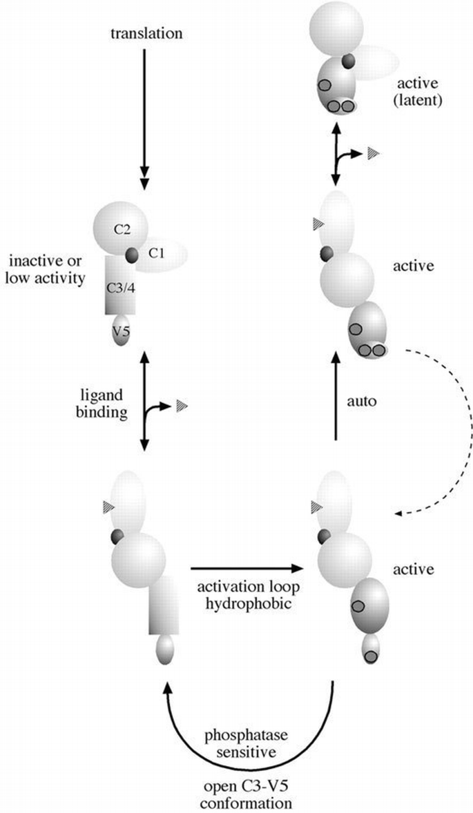 Multiple pathways control protein kinase C phosphorylation | The EMBO ...
