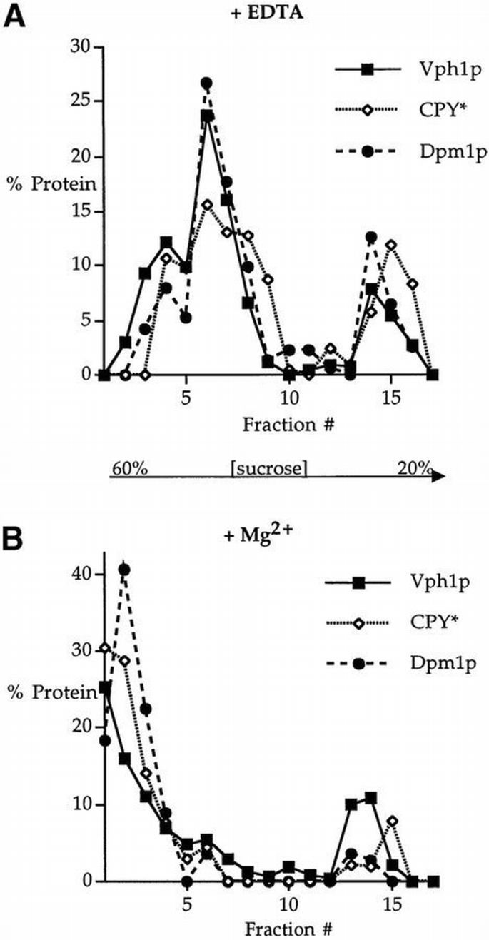 Vph2 Model Degradation of unassembled Vph1p reveals novel aspects of the yeast ER ...