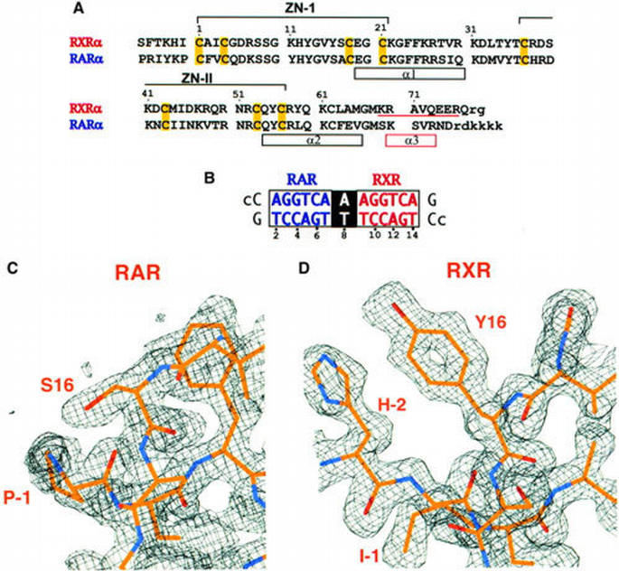 Structure of the RXR–RAR DNA‐binding complex on the retinoic acid ...
