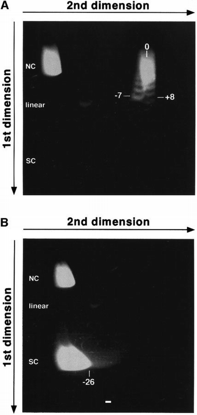 Gc Skew R Loop Transcription‐dependent R‐loop formation at mammalian class switch ...