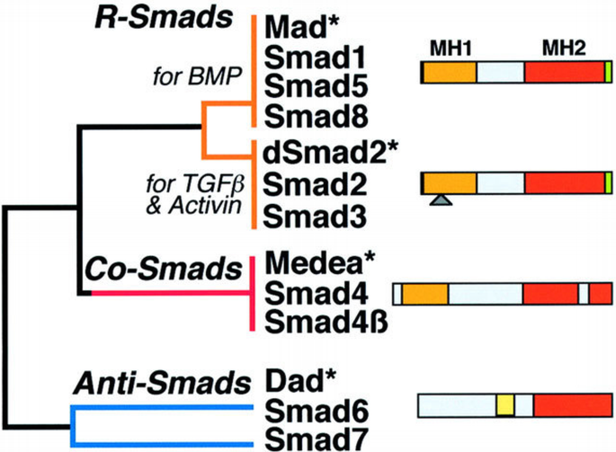 Smad Complex Transcriptional control by the TGF‐β/Smad signaling system | The EMBO ...