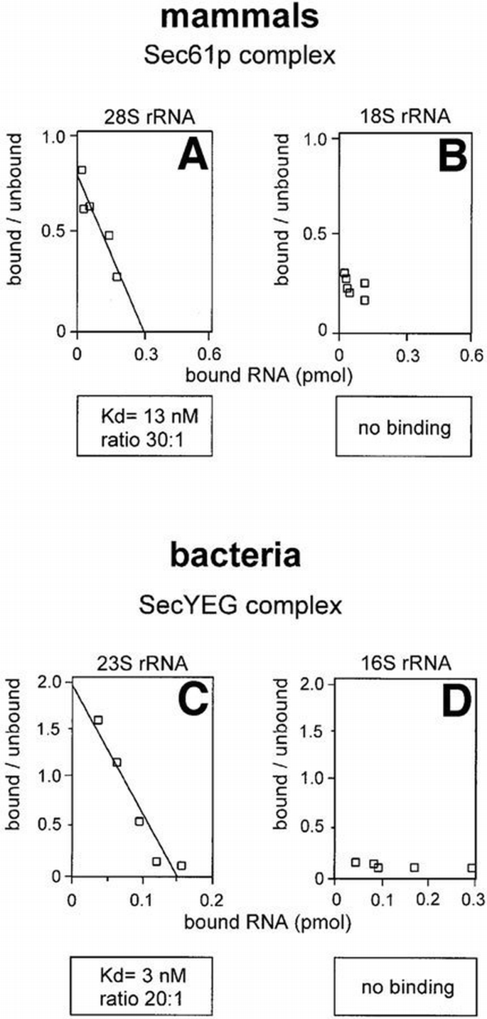 Evolutionarily conserved binding of ribosomes to the translocation ...