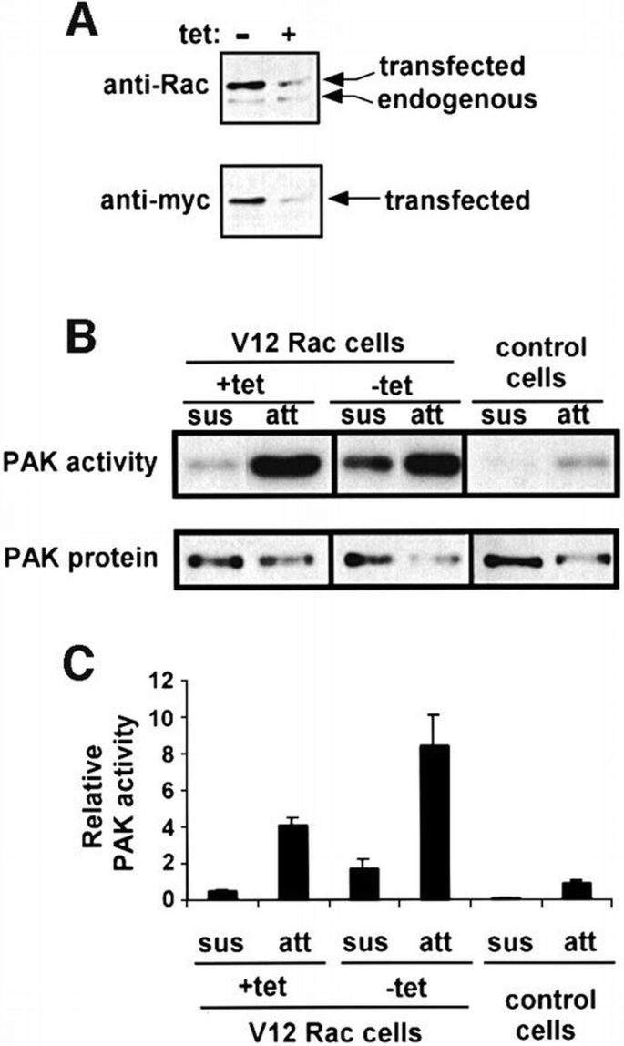 Adhesion to the extracellular matrix regulates the coupling of the ...