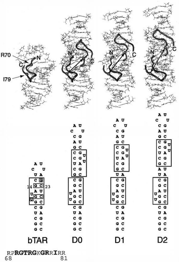 Structure‐based design of a dimeric RNA–peptide complex | The EMBO ...