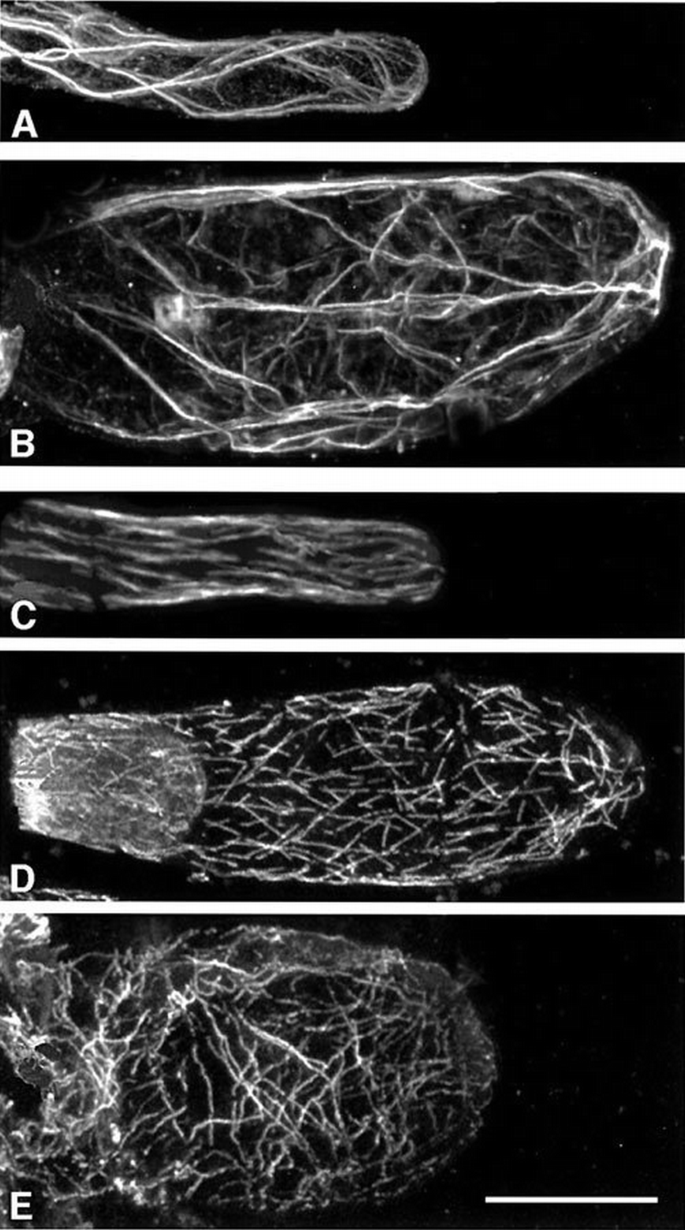 Arabidopsis thaliana Rop GTPases are localized to tips of root hairs ...