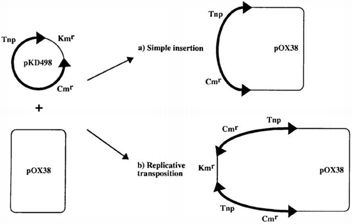 Tipping the balance between replicative and simple transposition | The ...