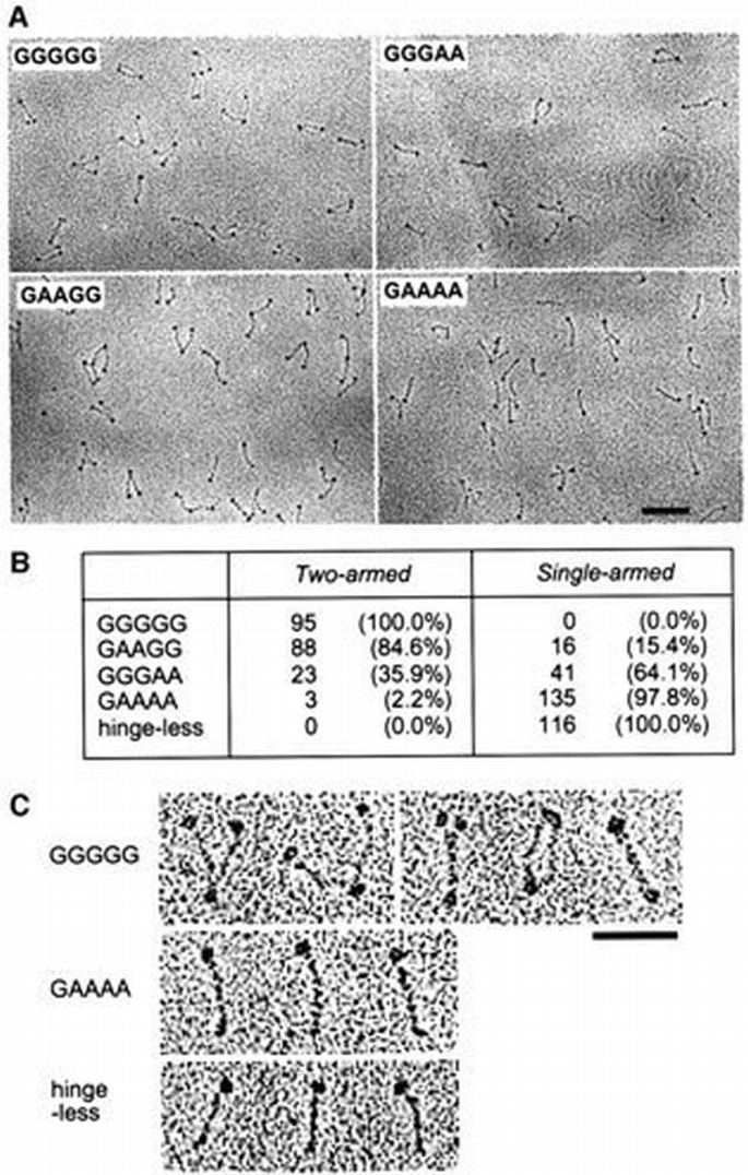 Bimodal activation of SMC ATPase by intra‐ and inter‐molecular ...