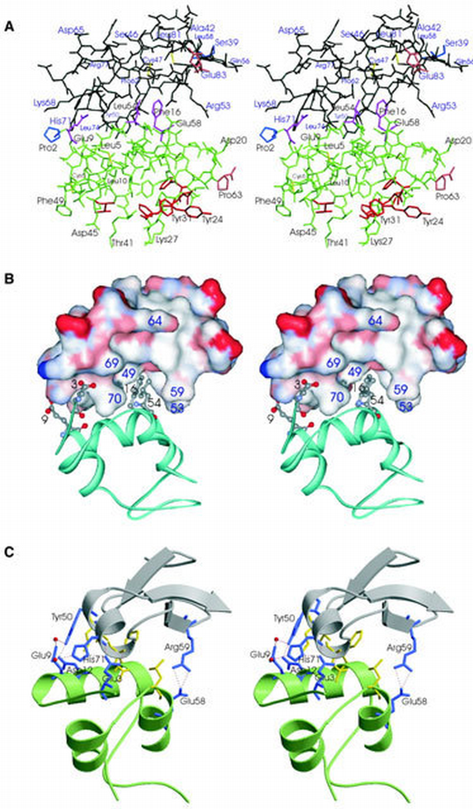 The interaction of insulin‐like growth factor‐I with the N‐terminal ...