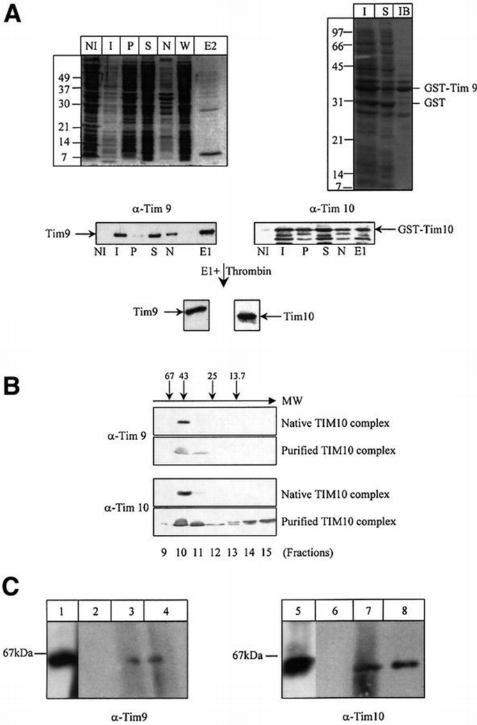 Functional reconstitution of the import of the yeast ADP/ATP carrier  mediated by the TIM10 complex | The EMBO Journal | Springer Nature Link