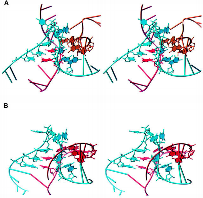 The kink‐turn: a new RNA secondary structure motif | The EMBO Journal ...