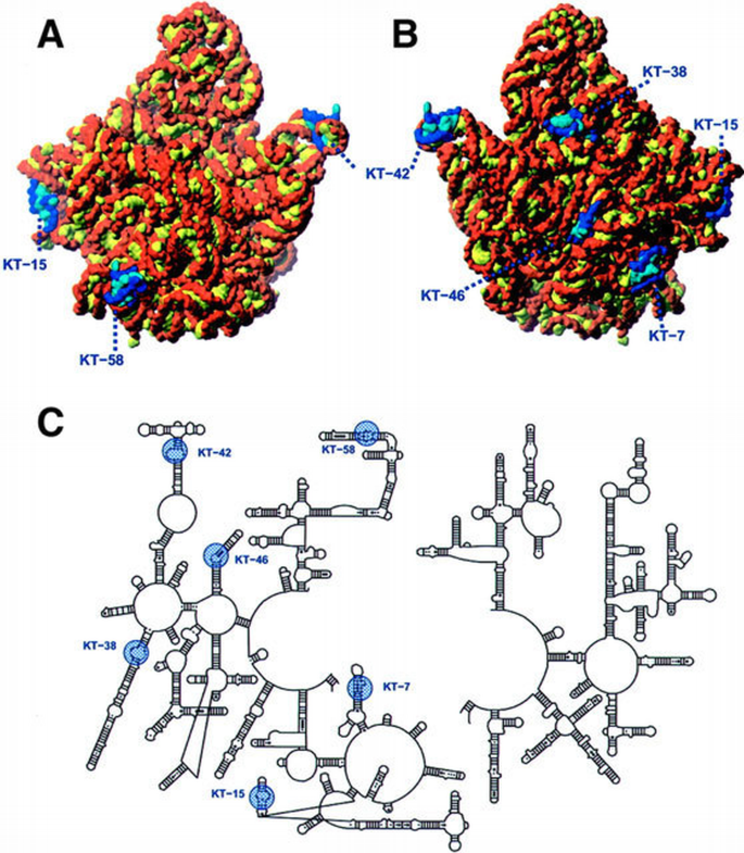 The kink‐turn: a new RNA secondary structure motif | The EMBO Journal ...