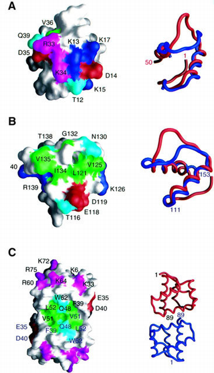 Solution structure of the constant region of nuclear envelope protein ...