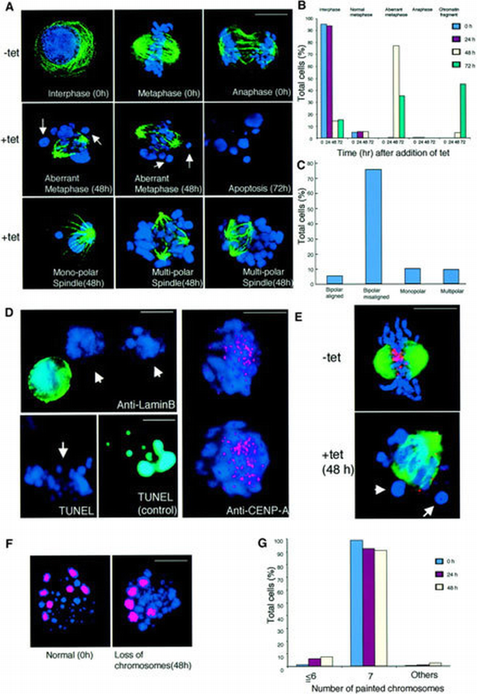 CENP‐H, a constitutive centromere component, is required for centromere ...