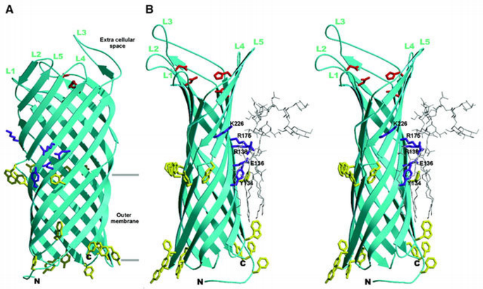 Crystal structure of the outer membrane protease OmpT from Escherichia ...