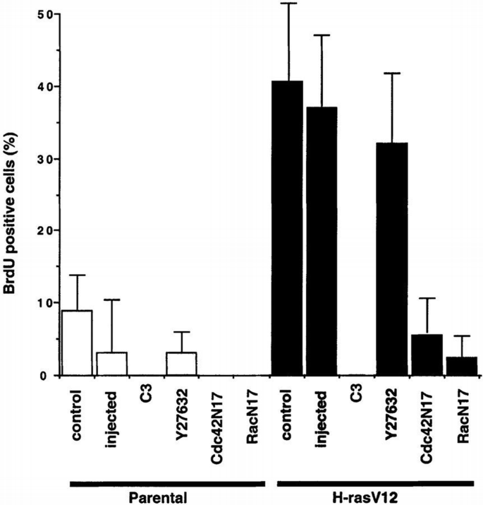 Cross‐talk between Ras and Rho signalling pathways in transformation ...
