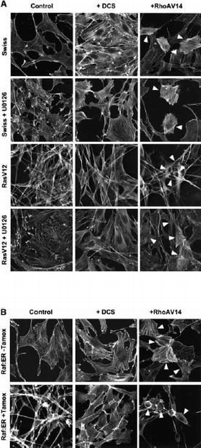 Cross‐talk between Ras and Rho signalling pathways in transformation ...