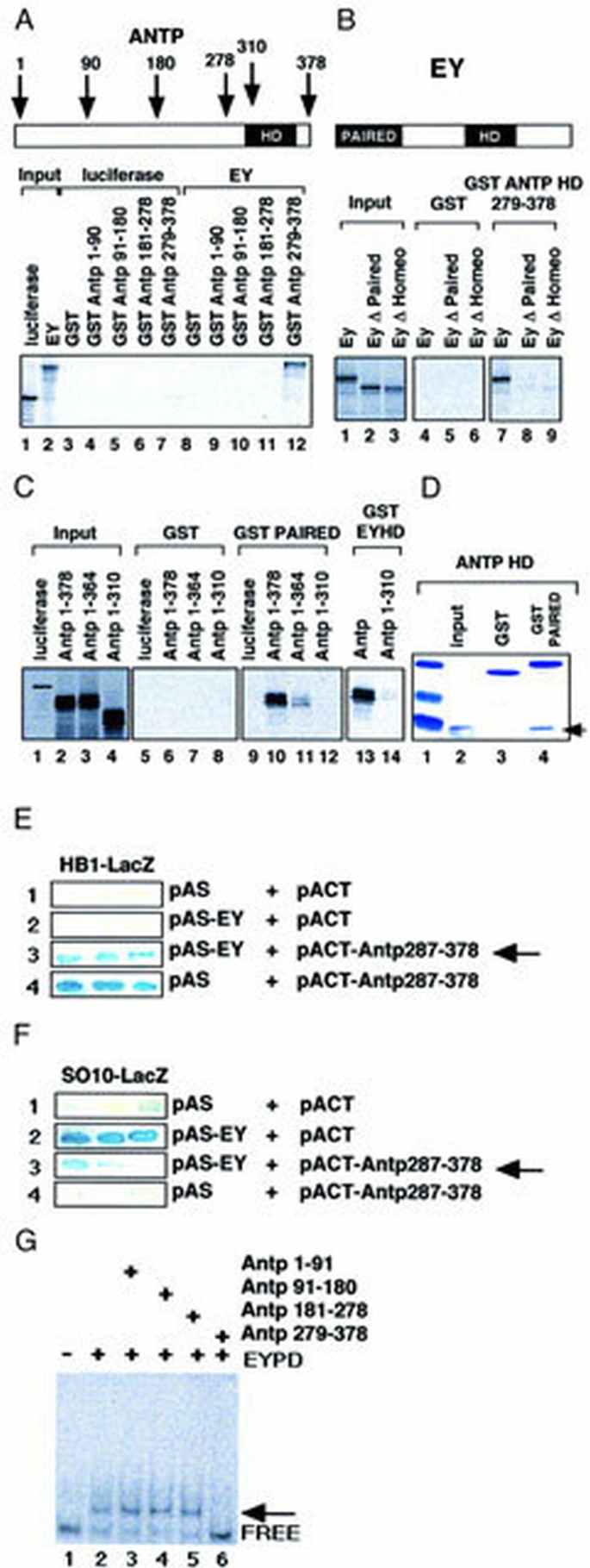 Molecular basis for the inhibition of Drosophila eye development by ...
