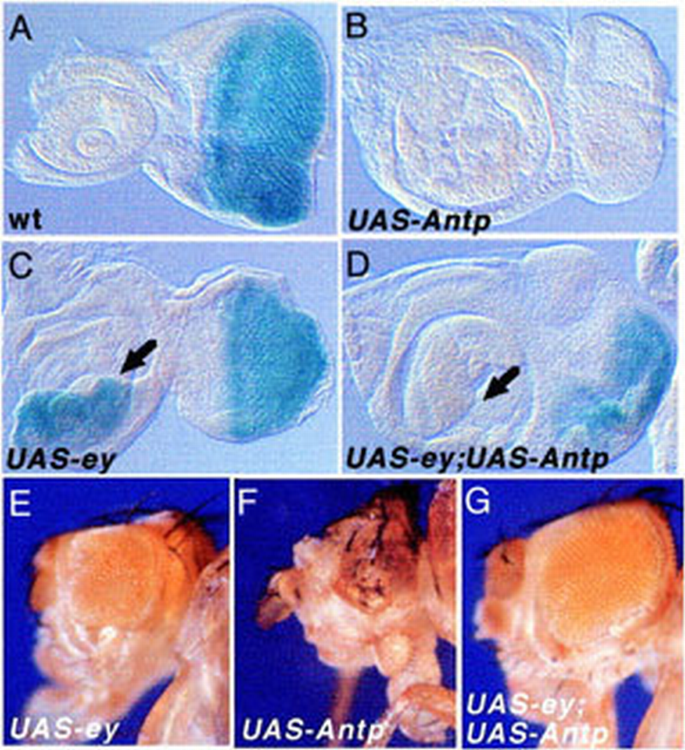 Molecular basis for the inhibition of Drosophila eye development by ...