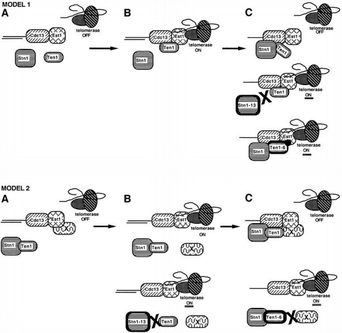Ten1 functions in telomere end protection and length regulation in ...