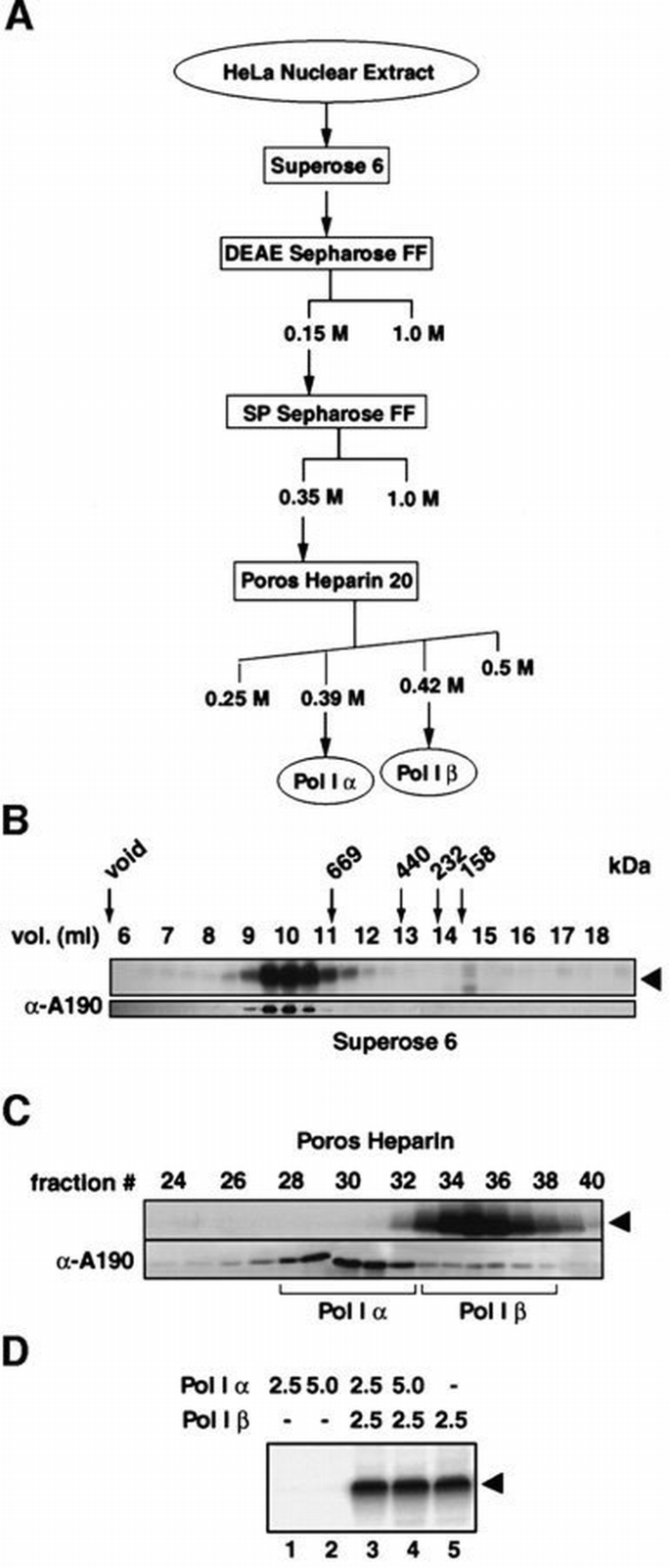 hRRN3 is essential in the SL1‐mediated recruitment of RNA Polymerase I ...